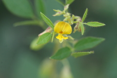 Rhynchosia suaveolens